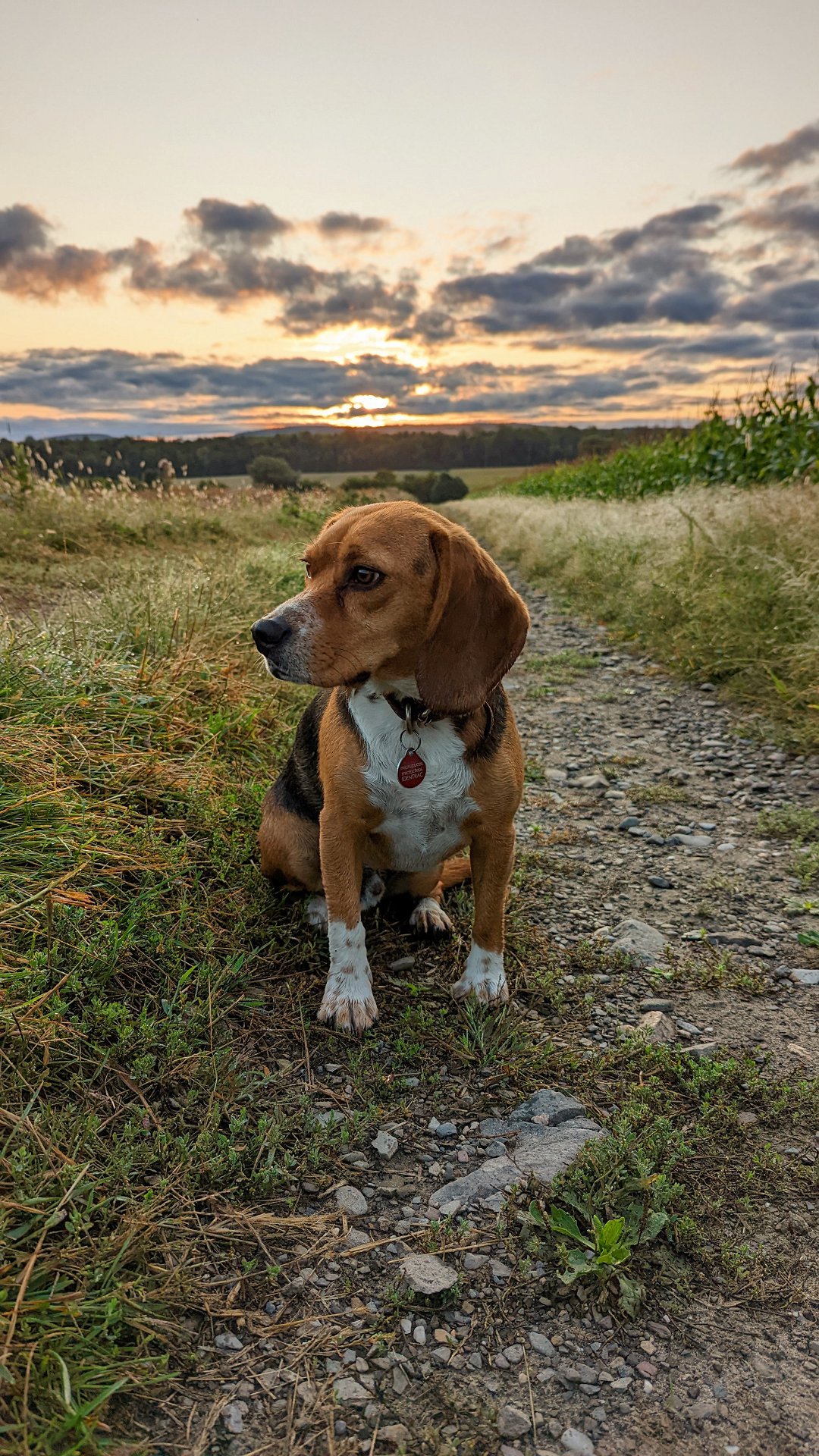 Why Does My Beagle Have Spots? Unveiling the Fascinating Secrets Behind Their Unique Markings