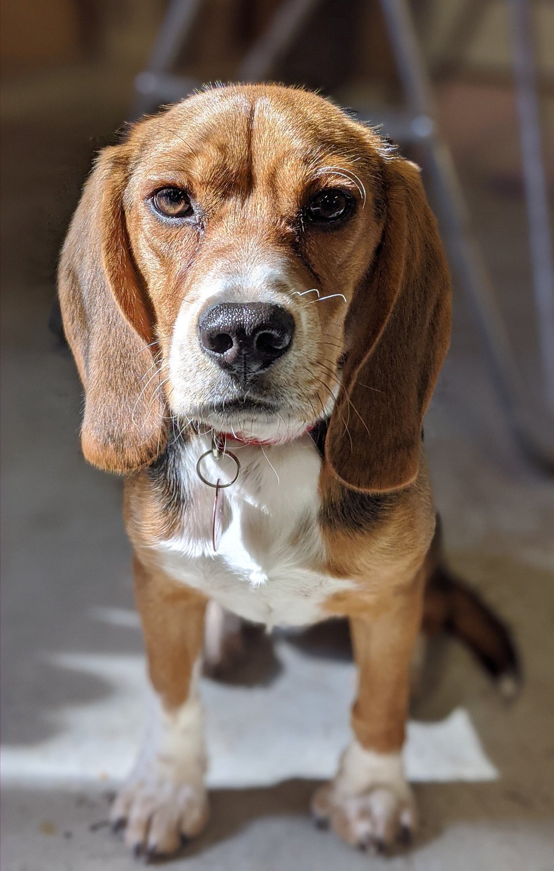 Why Does My Beagle Bite Me? Unraveling the Secrets Behind Beagle Biting Behavior