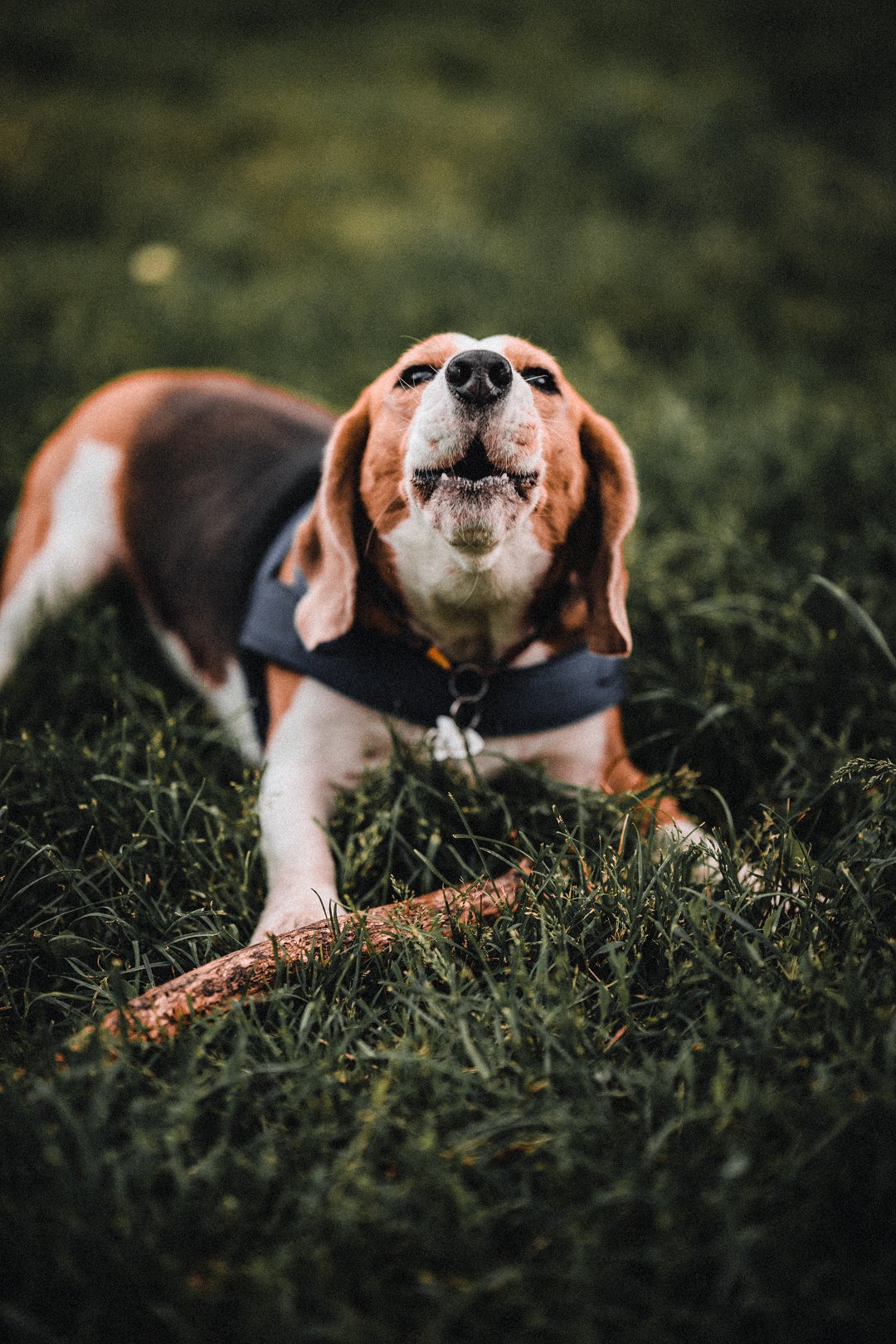 Unraveling the Mystery: Why Does My Beagle Make Weird Noises? Discover the Surprising Reasons!