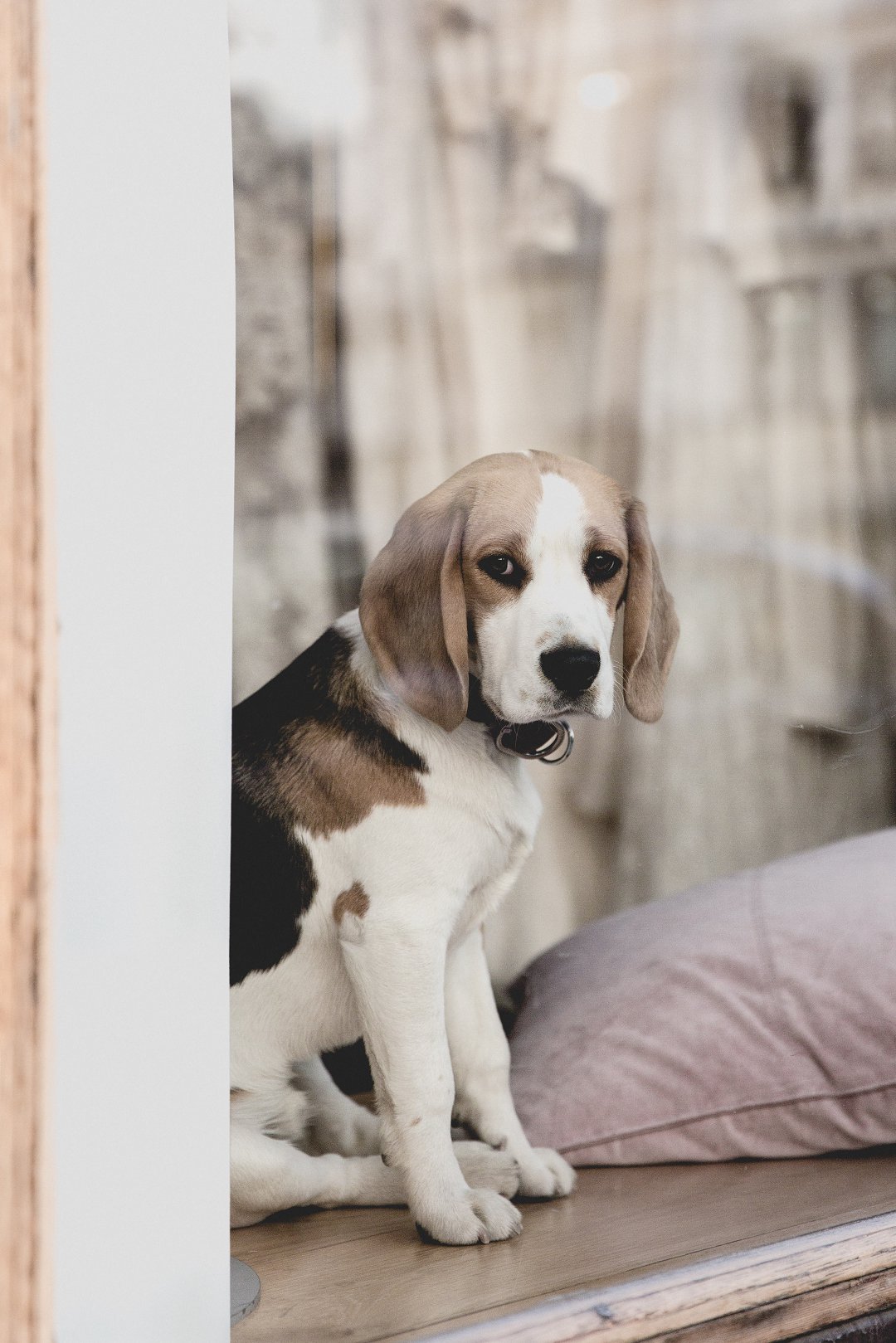 When Will Your Beagle Finally Outgrow Biting? Expert Insights Revealed!