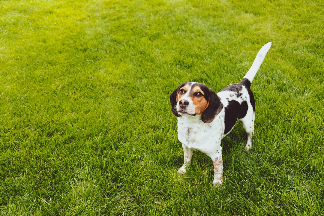 When is the Perfect Time to Begin Training Your Service Beagle? Unleash their Potential at the Right Age!