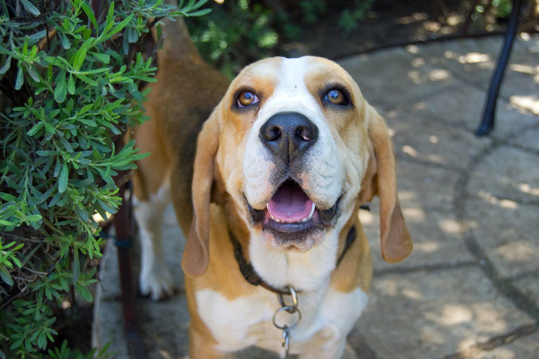 What is the Beagle Virus? Unmasking the Threat to Your Beloved Breed