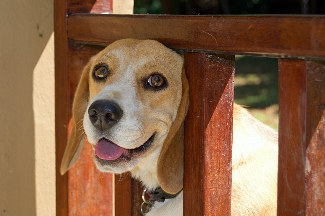 When Can You Start Training a Beagle? Unleash Their Potential at the Perfect Age!