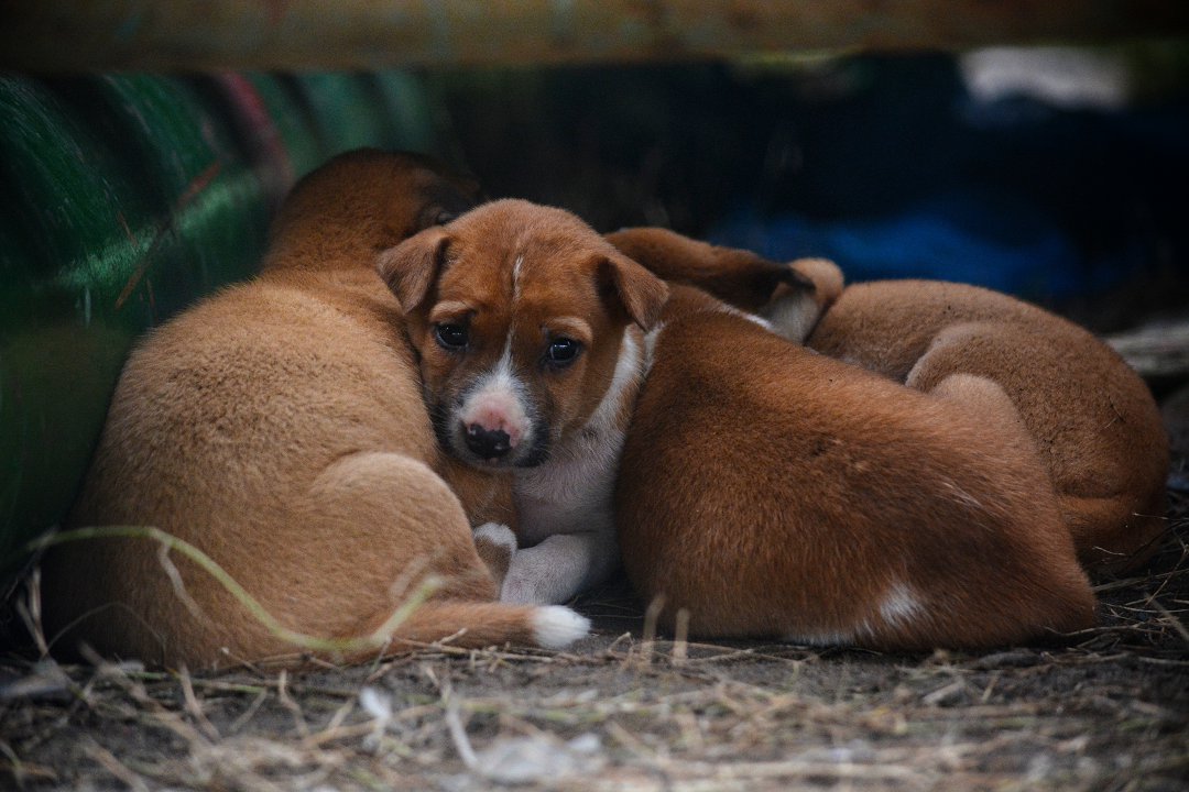 What Do Beagle Puppies Eat? A Nutritional Guide for Your Curious Canine