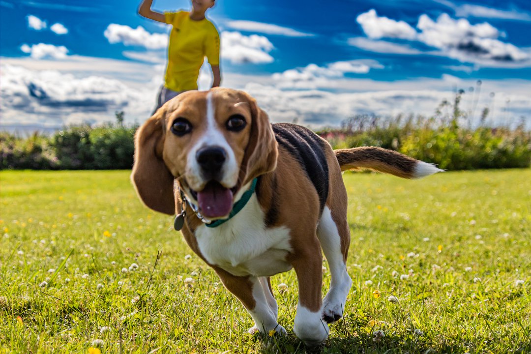 Unveiling the Truth: Does Your Beagle Dog Shed? Find Out Now!