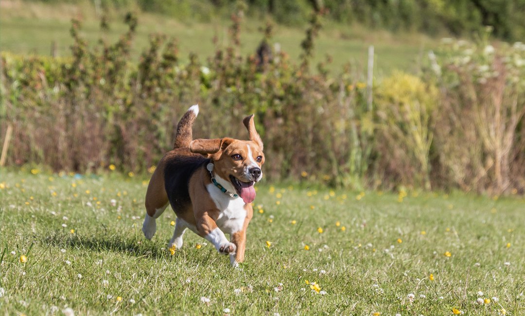 Unlocking the Power of Positive Reinforcement: Beagle Training Secrets Revealed!