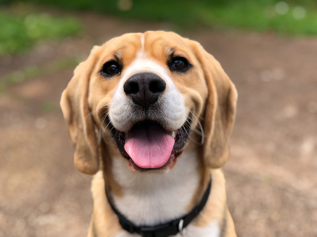Unleash Your Beagle’s Bite Potential: Mastering Training Sleeves to Train Your Beagle