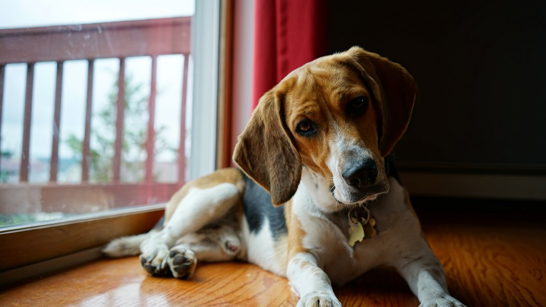 Unlocking the Potential: Mastering the 7 Essential Commands for Beagle Training