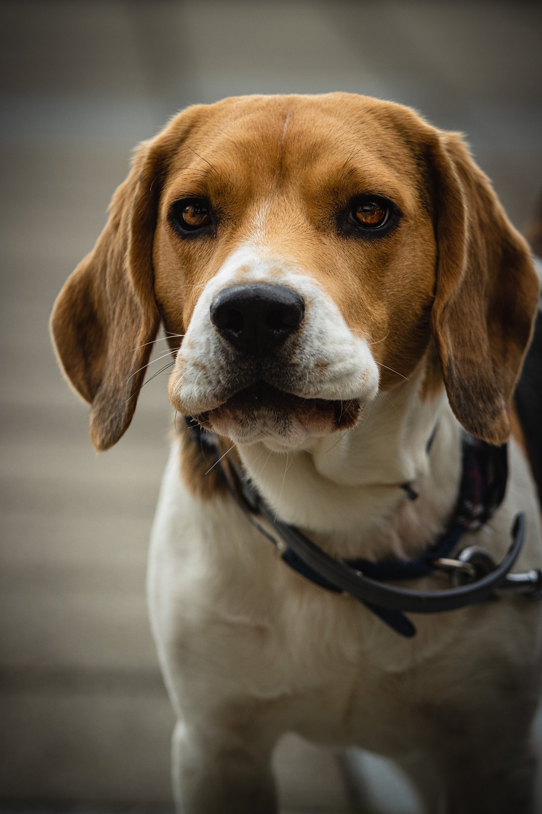 Say Goodbye to Indoor Accidents: Mastering Beagle House Training in 5 Simple Steps