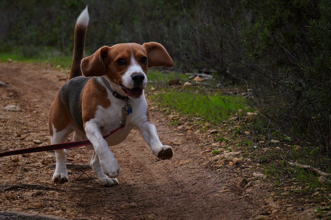 When is it Time to Set Your Beagle Free? Discover the Perfect Moment to Stop Crate Training!
