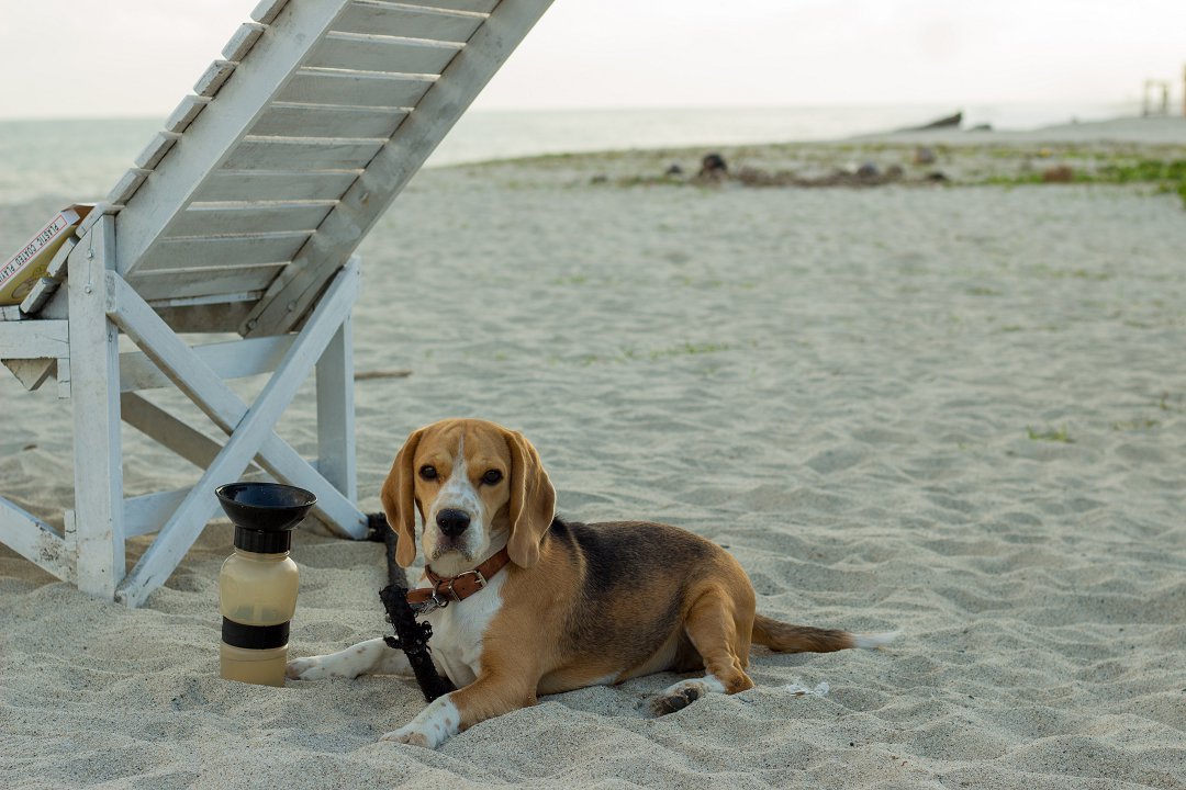 When is the Perfect Time to Train Your Bird Beagle? Unleash Their Potential Now!