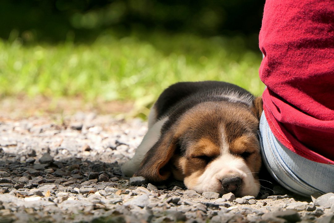 Unraveling the Mystery: Do Beagle Puppies Sleep a Lot? Find Out Their Surprising Sleep Secrets!