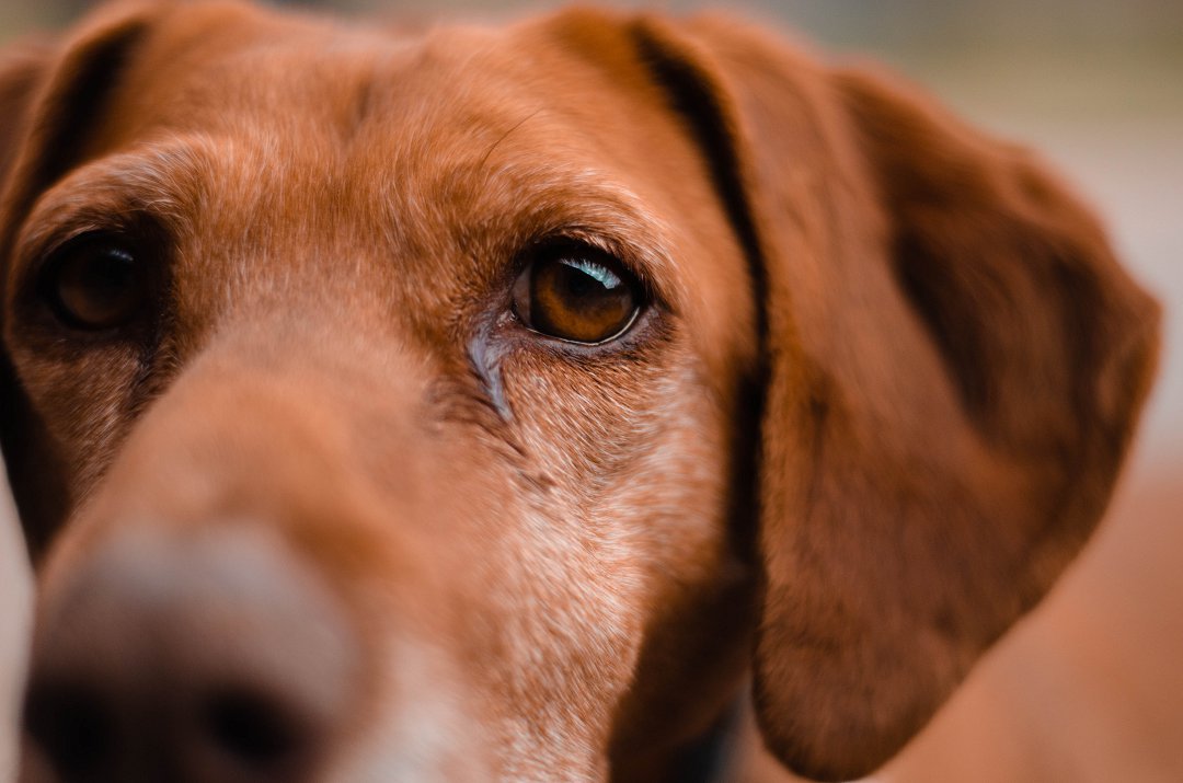 Unleashing the Joy: Discover How to Make Your Beagle Happy with These Tips and Tricks