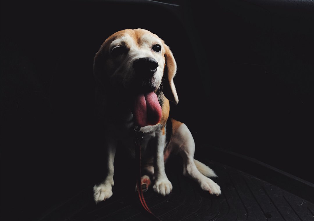 Why is My Beagle Coughing? Unveiling the Common Causes and Effective Solutions
