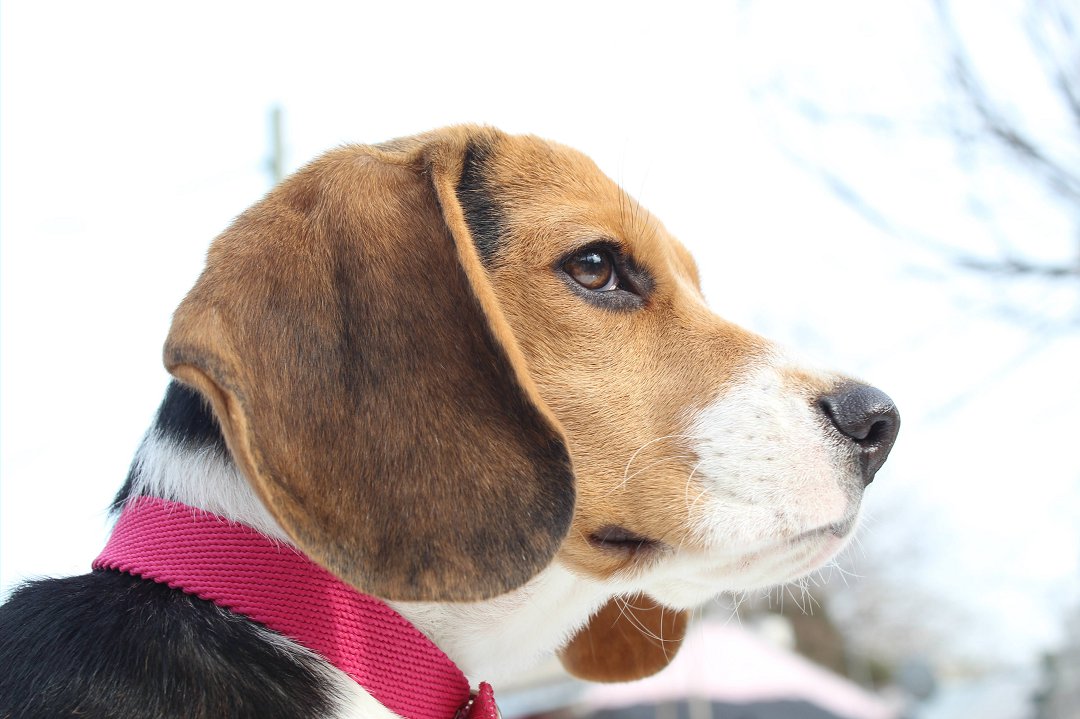 Unlocking the Secrets: What’s the Average Cost of a Beagle Puppy?