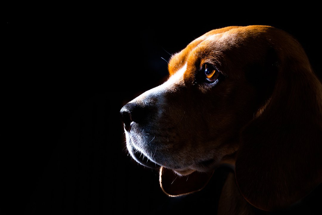 Why Beagles Stay Dry-Eyed: Unraveling the Mystery Behind Their Unfazed Response to Our Tears