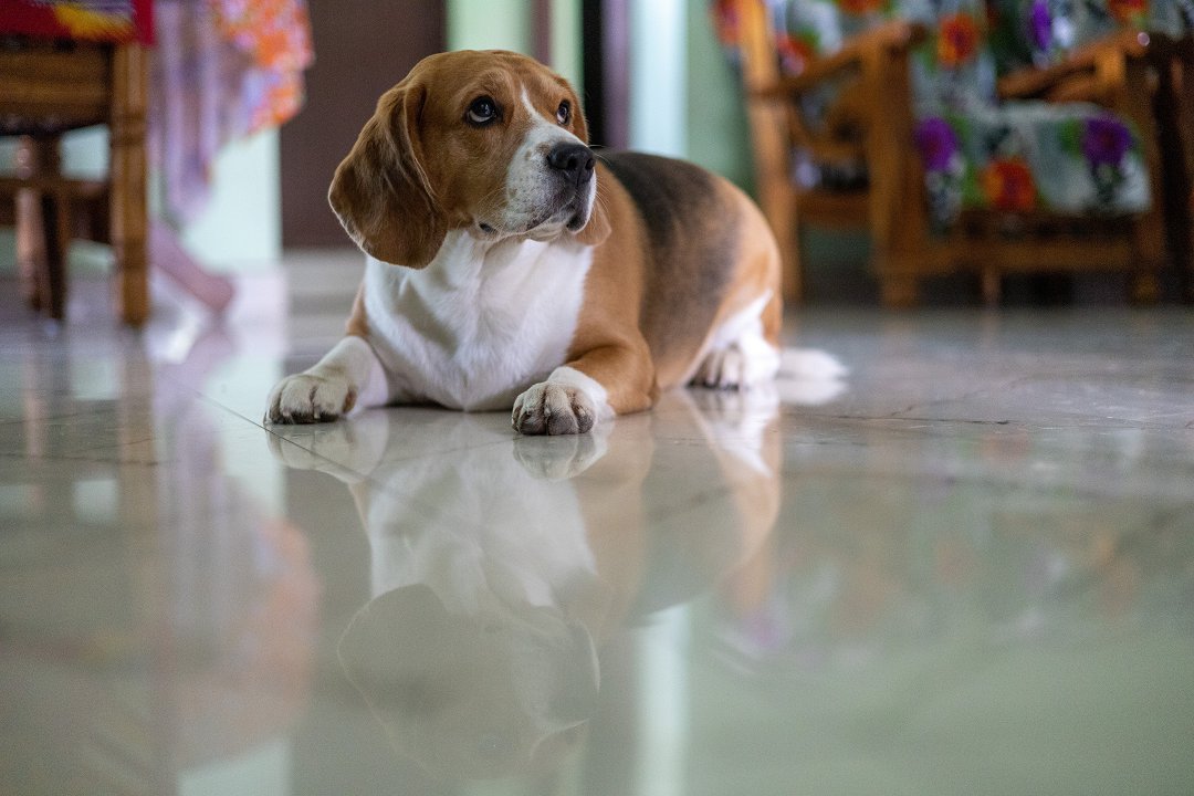 Why is My Beagle Regressing in Potty Training? Uncover the Surprising Causes and Effective Solutions!