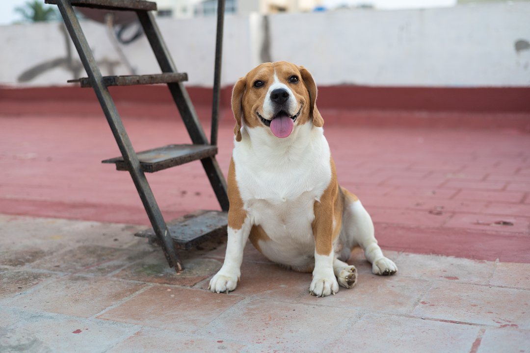Why Do Beagle Dogs Bark So Much? Unveiling the Secrets Behind Their Excessive Barking