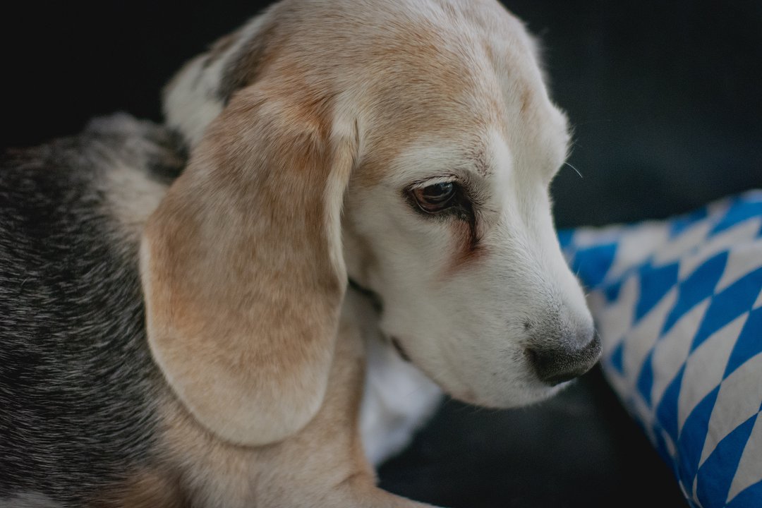 Why Do Beagles Shed So Much? Unveiling the Secrets Behind Their Excessive Hair Loss