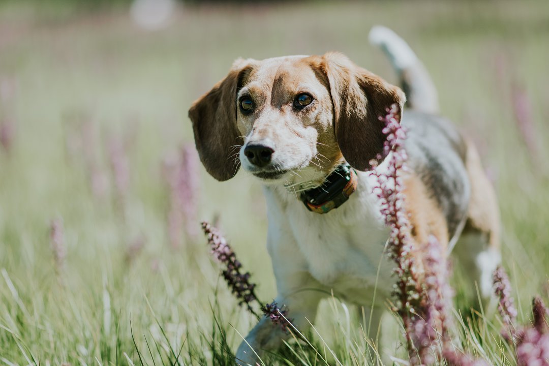 Why Does My Beagle Bark So Much? Unraveling the Mystery Behind Excessive Vocalization in Beagles