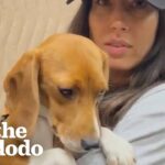 Video Thumbnail: Shaking Beagle Rescued From Lab Becomes So Playful | The Dodo Foster Diaries