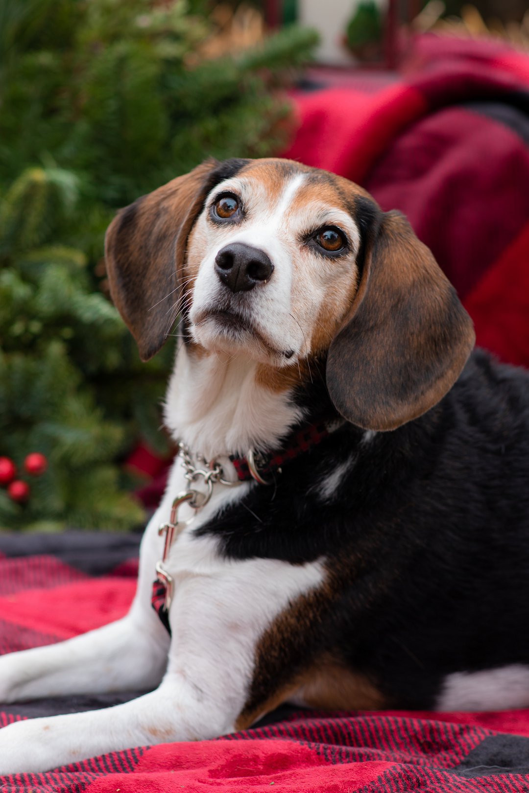 Why Does My Beagle Behave Like That? Unraveling the Quirks and Secrets Behind Your Canine Companion