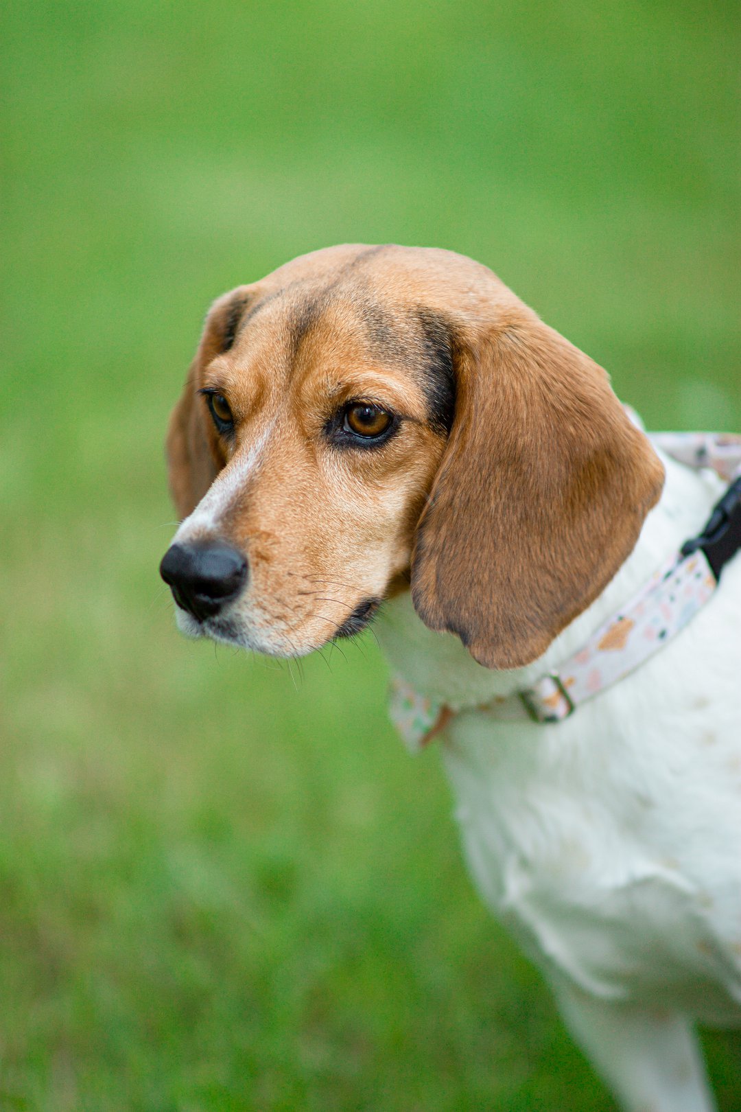 Unlock the Love: Your Guide to Adopting a Rescued Beagle Today
