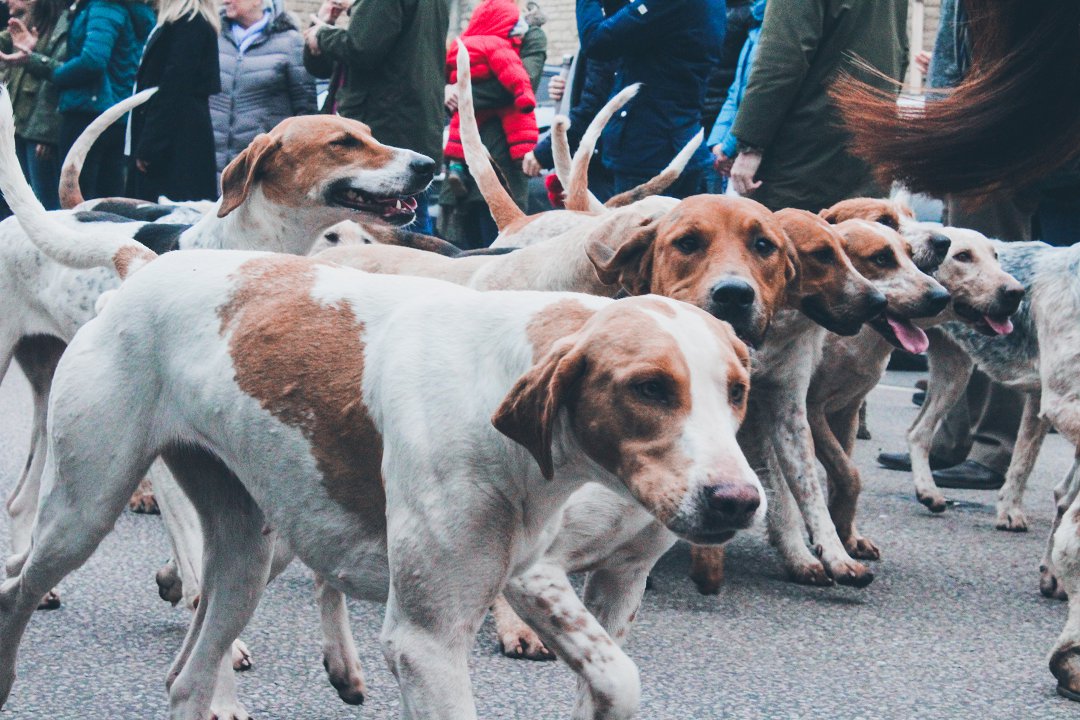 When is the Perfect Time to Unleash Your Herding Beagle’s Skills? Find Out Now!