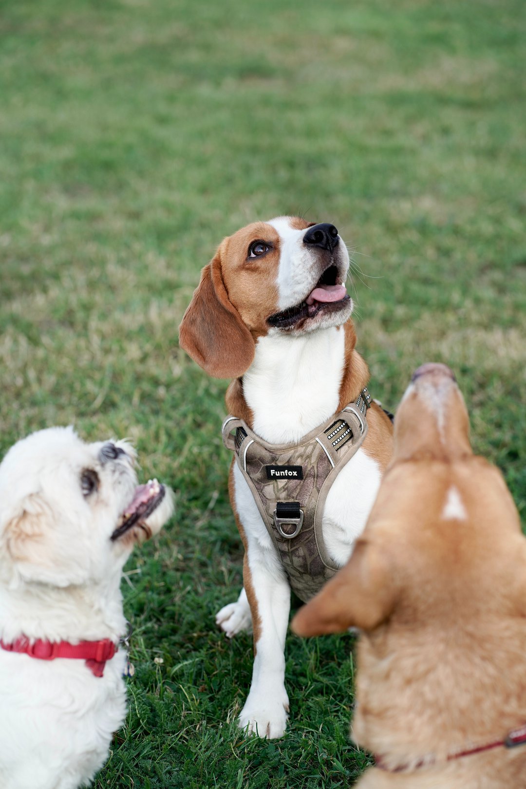 Unveiling the Secrets: What to Look for When Buying a Beagle Puppy