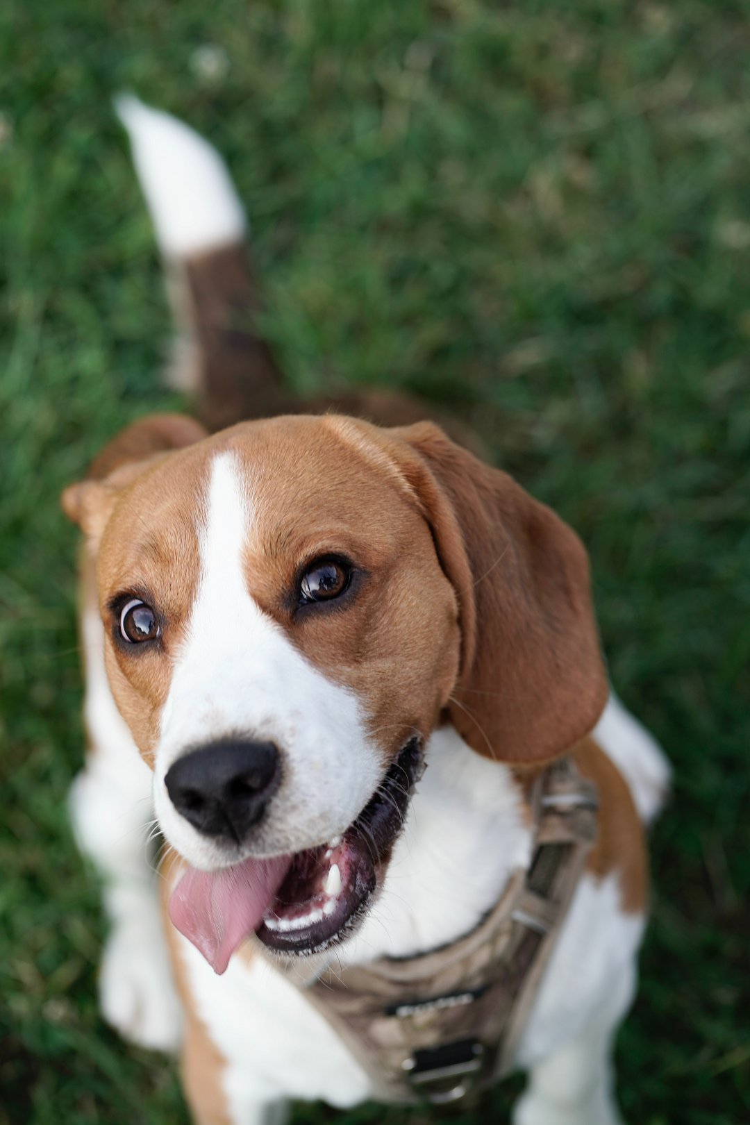 Unveiling the Price of Service Beagle Training: How Much Does It Really Cost?