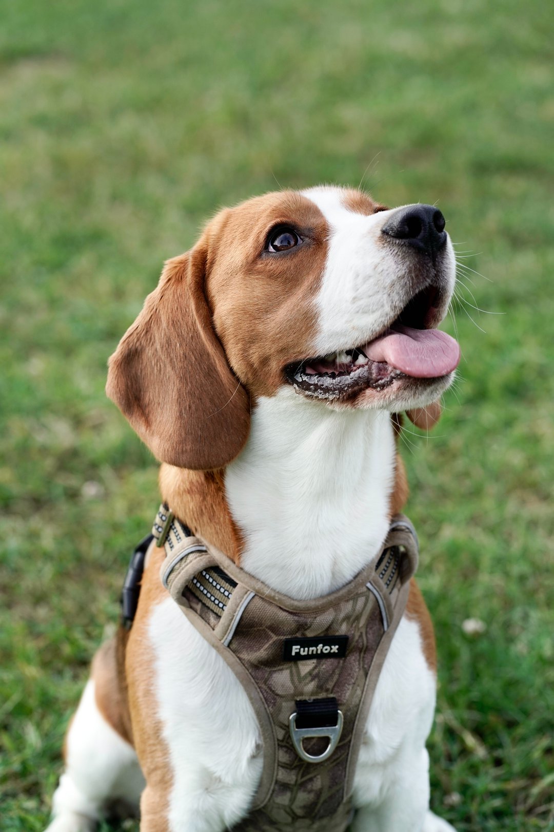 Unveiling the Price of Beagle Veterinary Care: What Will It Cost You?