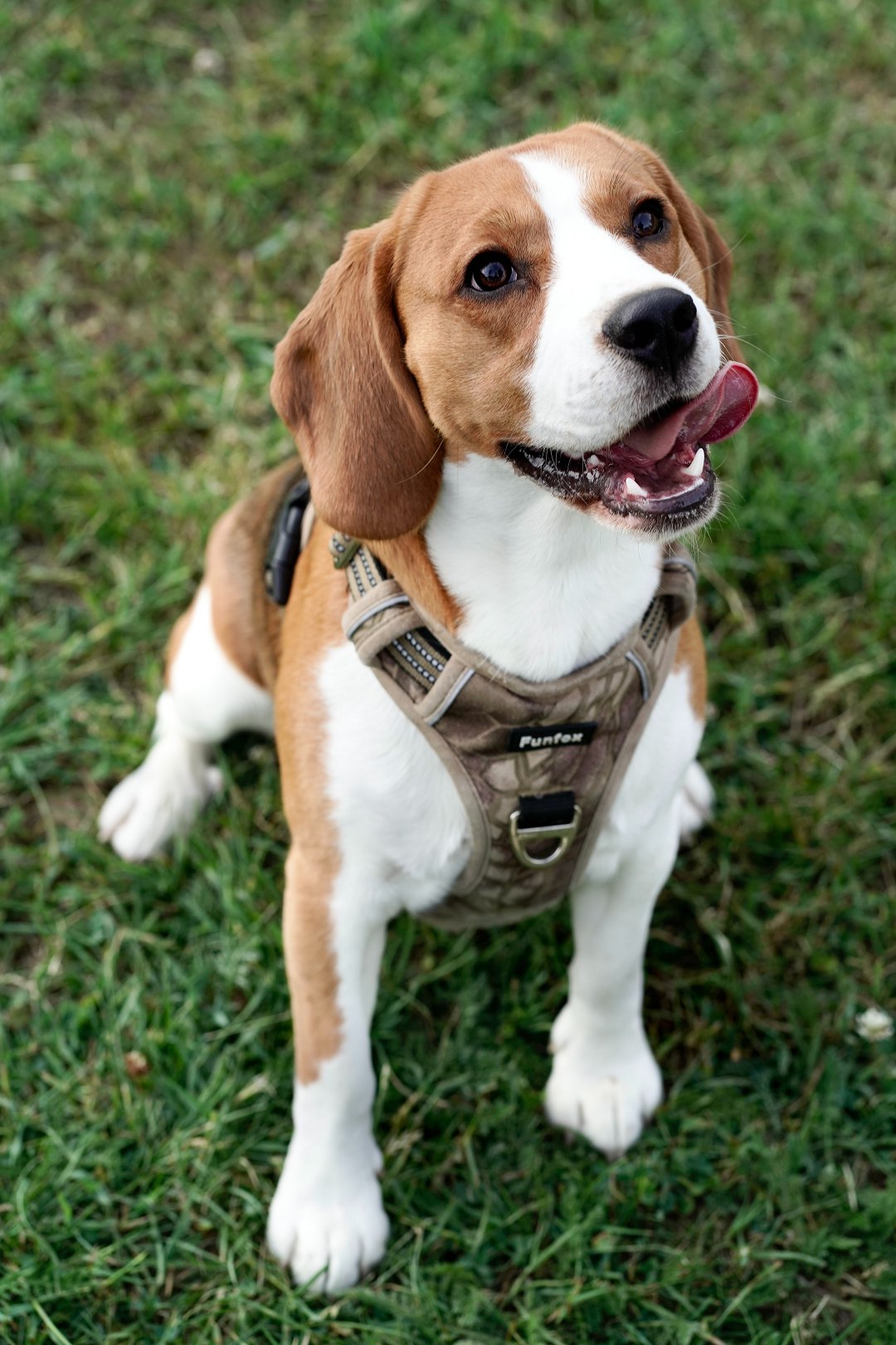 Unveiling the Perfect Moment: When to Spay a Beagle and Ensure Their Health