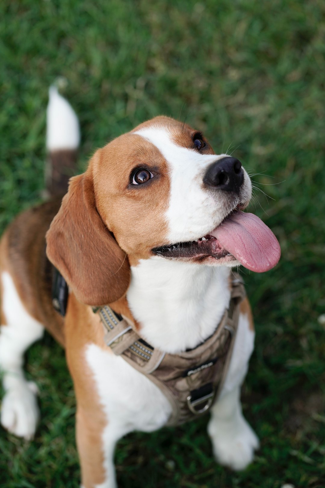 Unveiling the Myth: Are Miniature Beagles Real or Just a Pocket-sized Delusion?