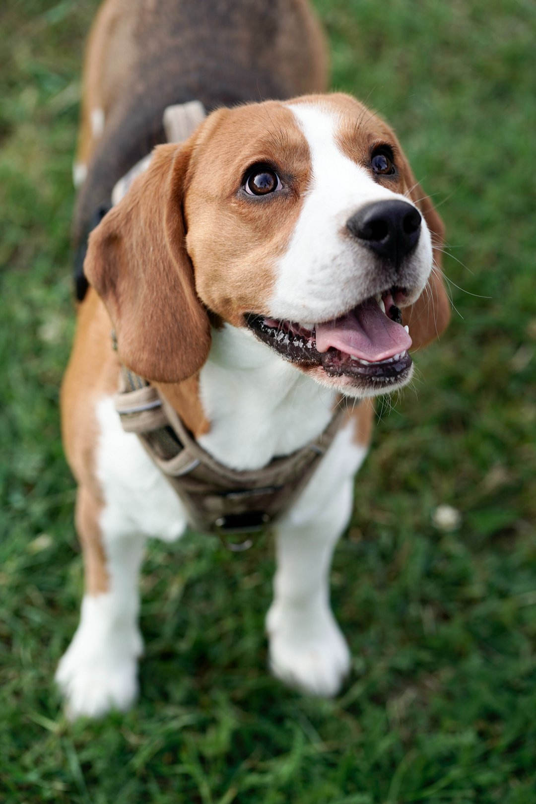 Unveiling the Secrets: How Long Does a Beagle Stay Pregnant? Discover the Surprising Duration!