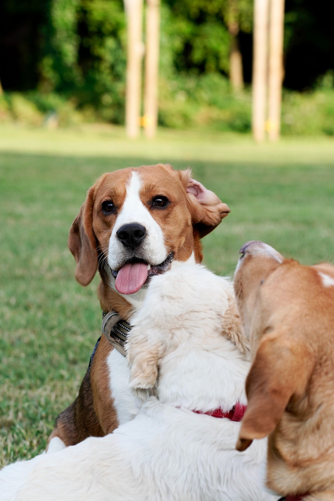 The Ultimate Guide to Training a Service Beagle: Unleash the Potential of Your Furry Hero!