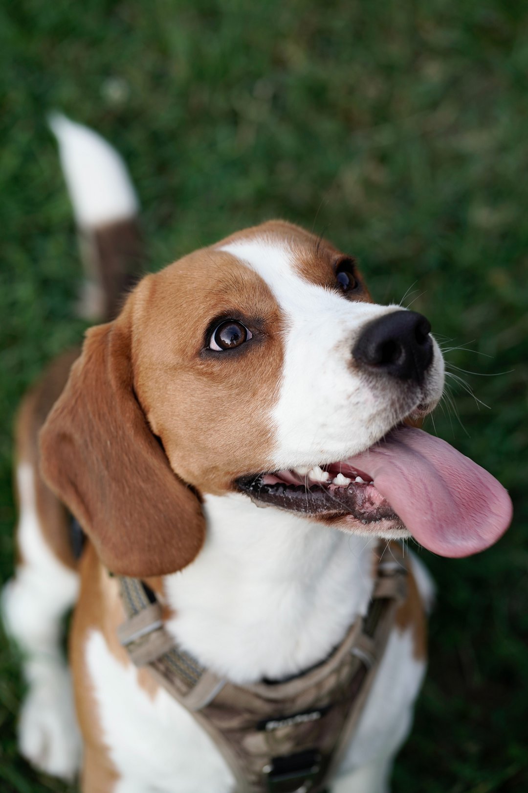 The Ultimate Guide to Unleashing the Best Beagle Training Method: Unlock Your Furry Companion’s Potential!