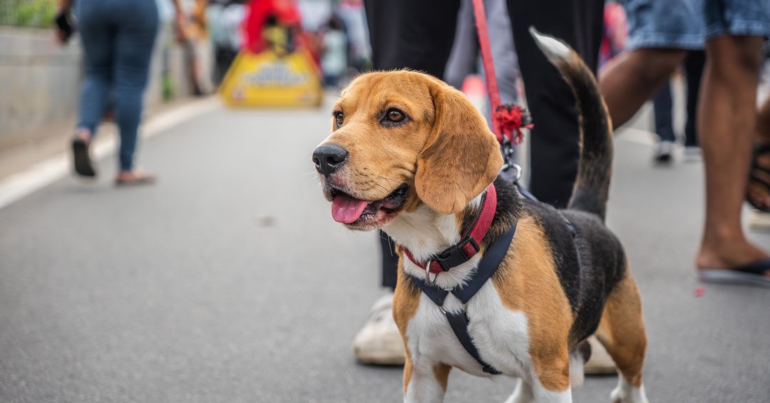 Unlocking the Mystery: What Does ‘Mark’ Mean in Beagle Training? Find Out Now!