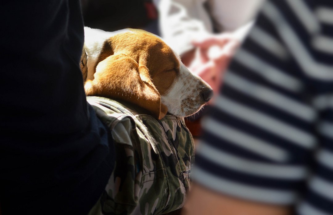 Unsure Where to Take a Beagle You Can’t Care for? Discover the Best Solutions Here!