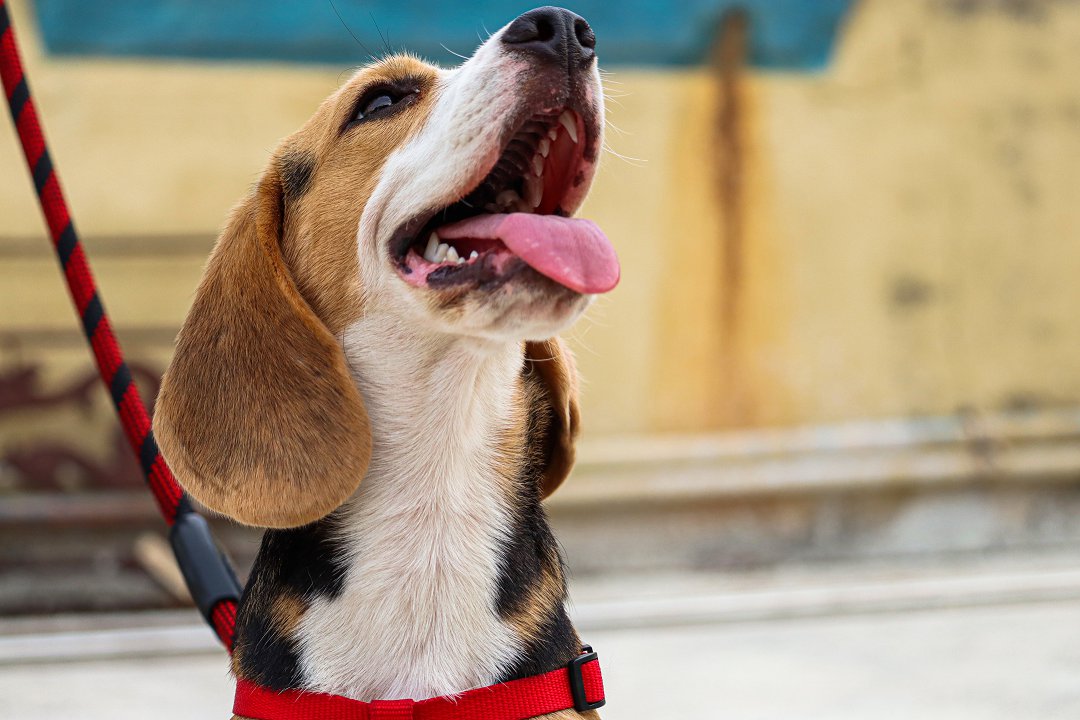 Unraveling the Mystery: Why Isn’t My Beagle Eating? Discover Expert Tips to Reignite Their Appetite!