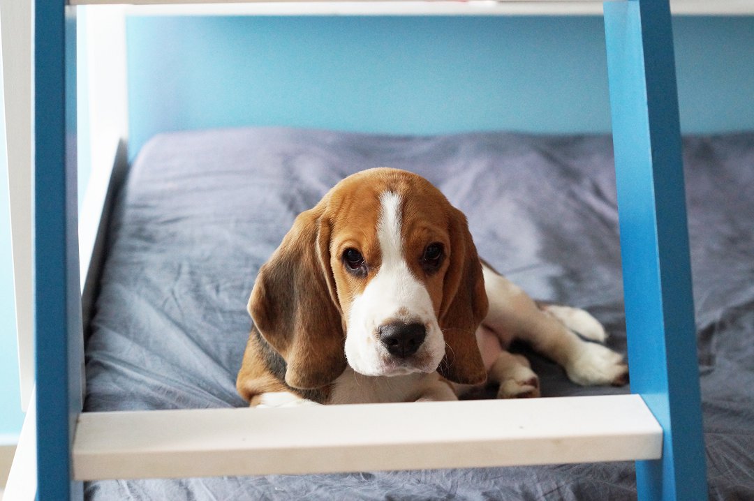 Unraveling the Mystery: Why Does My Beagle Follow Me Everywhere? Find Out the Fascinating Reasons!
