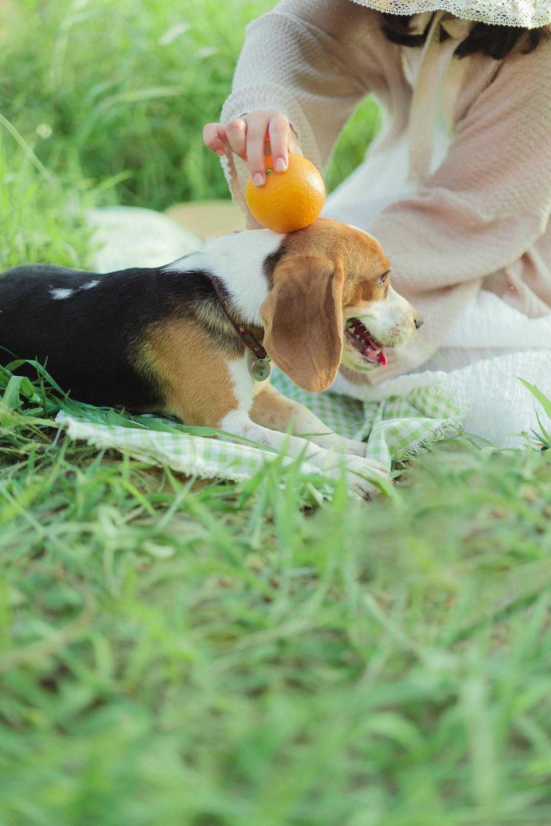 Unlock Your Beagle’s Potential: Discover the Cost of Beagle Training Schools