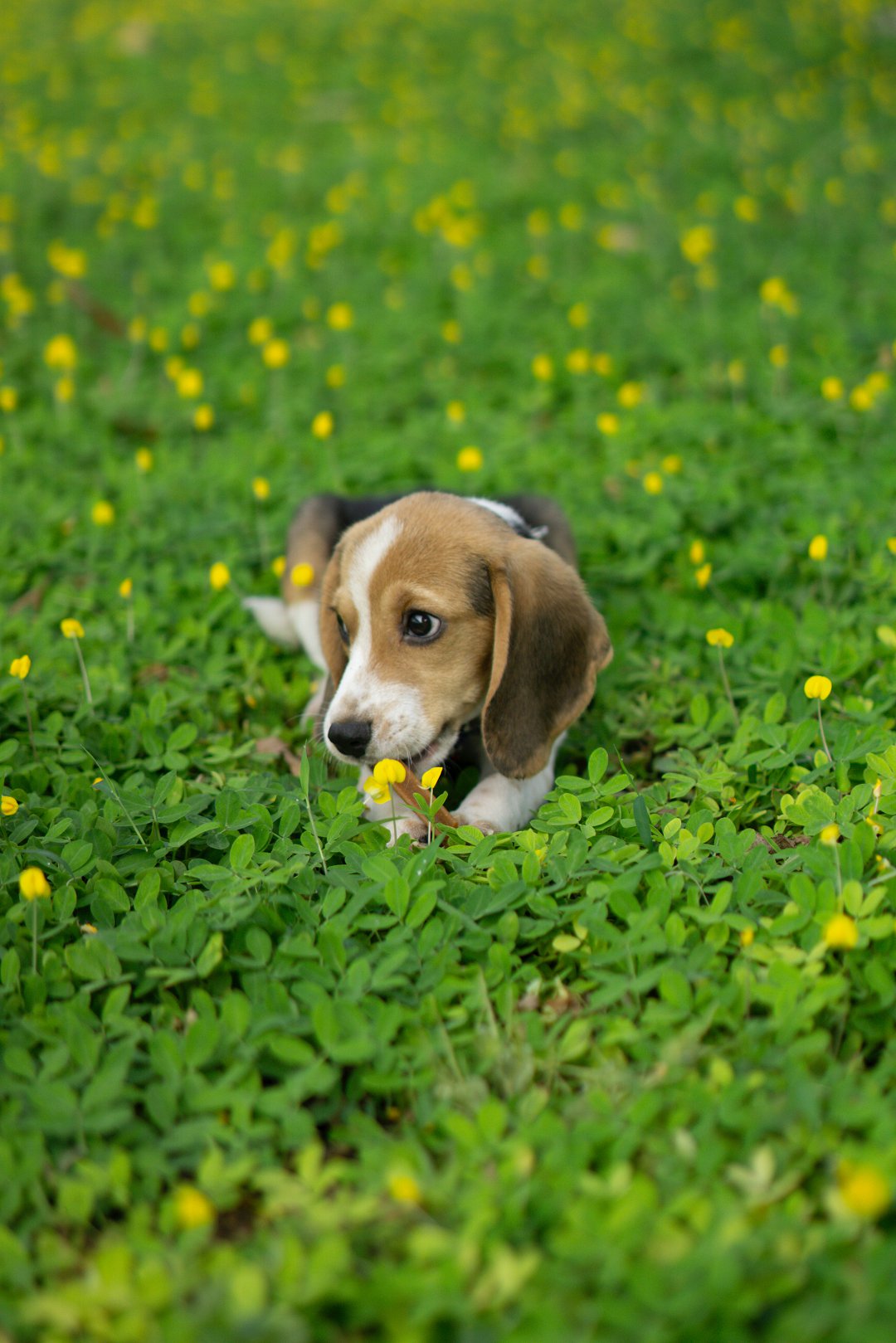 Unraveling the Mystery: Discover the Charming World of Pocket Beagles