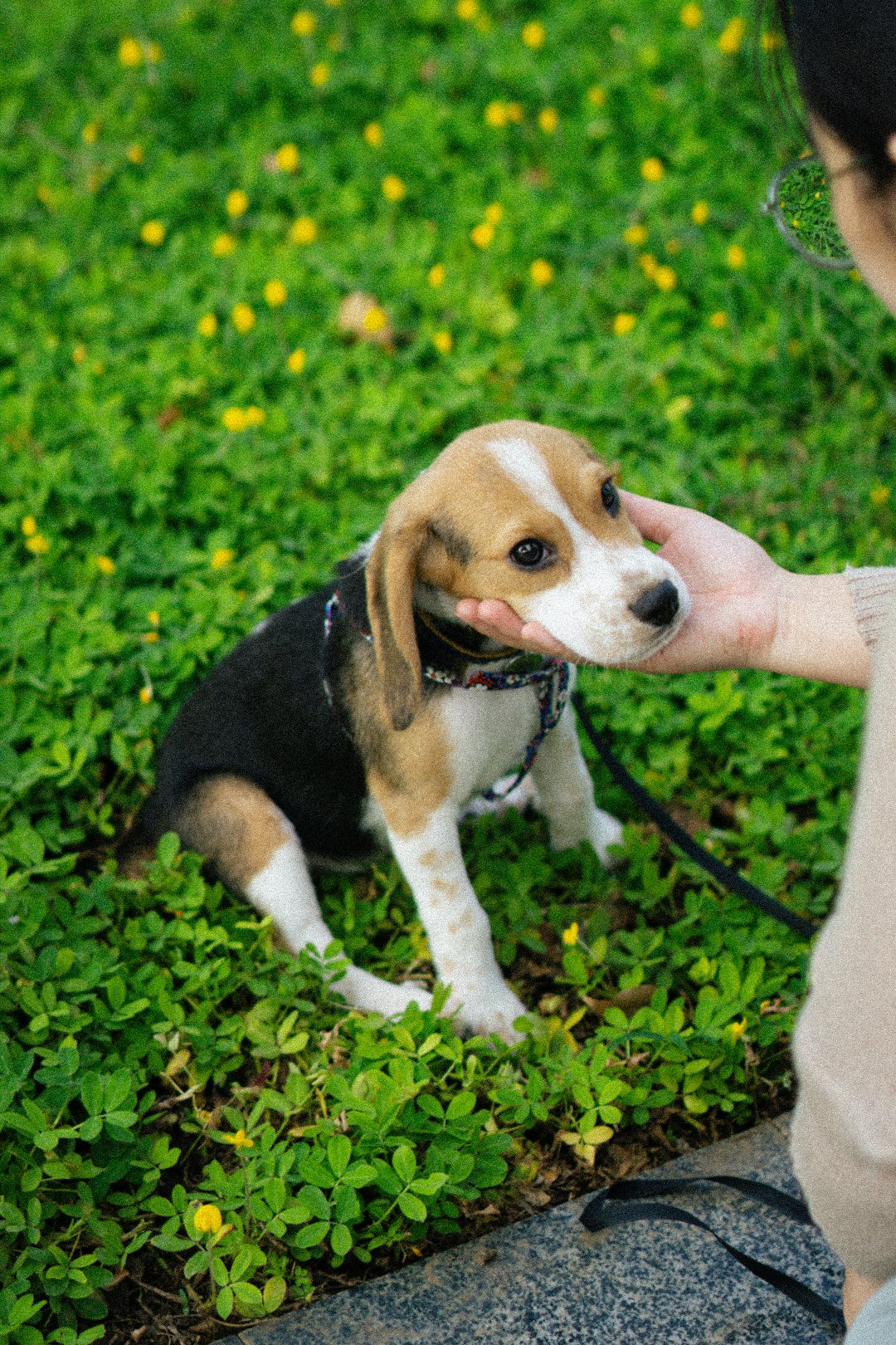 Unleashing the Power of Balanced Beagle Training: A Guide for Curious Beagle Owners
