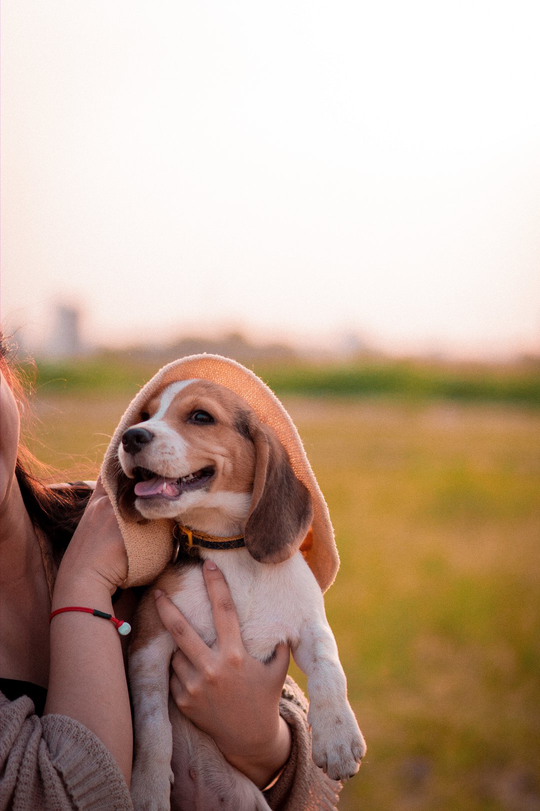 Understanding the Enigma: What Type of Dog is a Beagle? Discover the Fascinating History, Unique Traits, and Whether It’s the Right Breed for You!