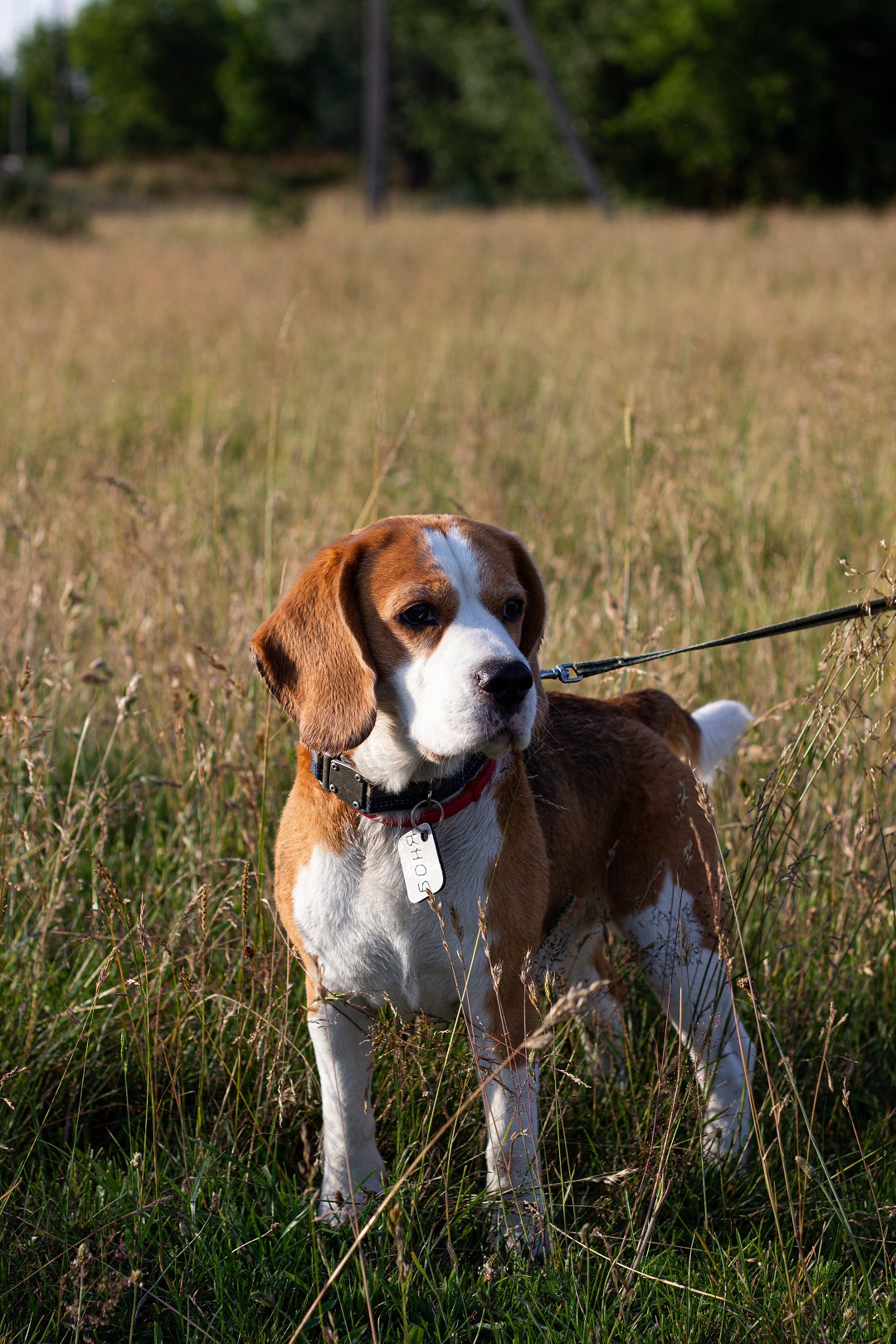 Unlocking Affordable Vet Care: Discover Free Services for Your Beagle
